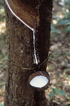 Rubber plant, Ficus elastica.