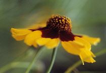 Coreopsis.