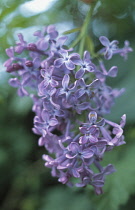 Lilac, Syringa.