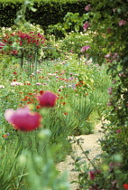 Poppy, Papaver.