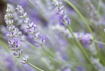 Lavender, Lavandula augustifolia.