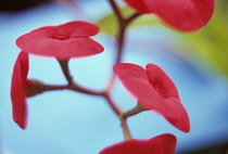 Euphorbia, Spurge, Euphorbia.