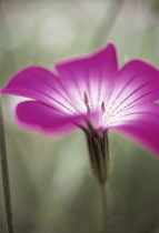 Corncockle, common, Agrostemma githago.