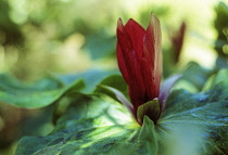 Trillium.