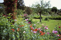 Poppy, Papaver.