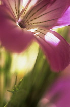 Corncockle, common, Agrostemma githago.