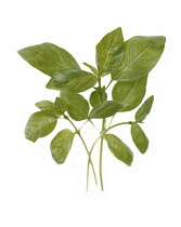 Basil, Ocimum basilicum.