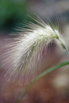 Oriental fountain grass, Pennisetum orientale.
