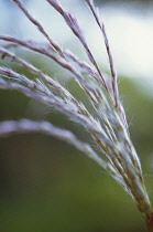 Miscanthus, Chinese SIlver Grass, Miscanthus sinensis.