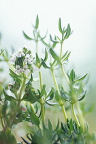 Thyme, Thymus vulgaris.