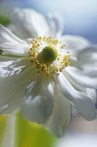 Anemone, Japanese anemone, Anemone japonica.