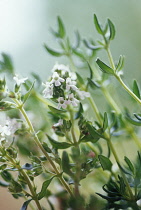 Thyme, Thymus vulgaris.