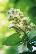 Horse Chestnut, Aesculus hippocastanum.