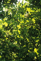 Horse Chestnut, Aesculus hippocastanum.