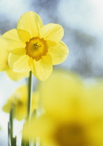 Daffodil, Narcissus 'Barrett Browning'.