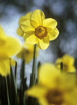 Daffodil, Narcissus 'Barrett Browning'.