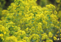 Euphorbia, Spurge, Euphorbia Robbaie.