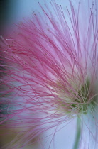 Powder-pufftree, Calliandra.
