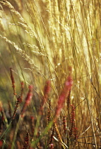 Feather reed grass, Calamogrostis x acutiflora 'Karl Foerster'.