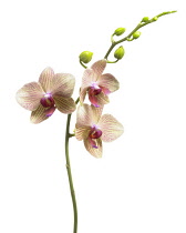 Orchid, Moth orchid, Phalaenopsis.