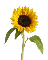 Sunflower, Helianthus annuus.