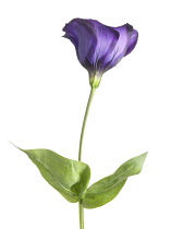 Lisianthus, Eustoma.