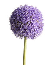 Allium, Allium 'Globemaster'.