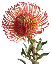 Pincushion, Leucospermum cordifolium.