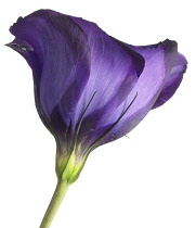 Lisianthus, Eustoma.