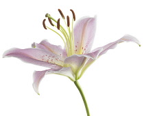 Lily, Lilium 'Star Gazer'.