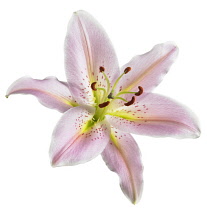 Lily, Lilium 'Star Gazer'.