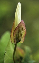 Hedgebindweed, Calystegia sepium.