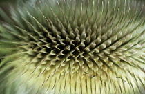 Teasel, Dipsacus fullonum.