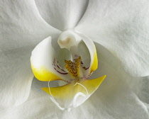 Orchid, Moth orchid, Phalaenopsis.