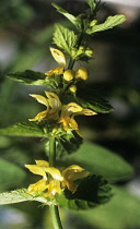 Deadnettle, Lamium.