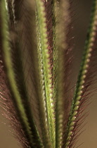 Hairy stems.