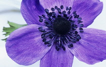 Anemone, Anemone coronaria De Caen.