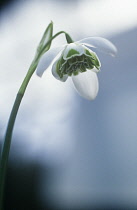 Snowdrop, Galanthus desdemona.