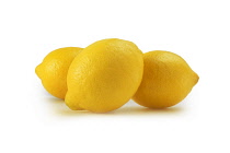 Lemon, Citrus limon.