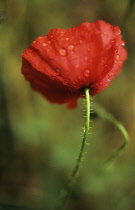 Poppy, Papaver rhoeas.