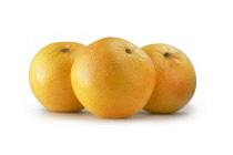 Grapefruit, Citrus paradisi.