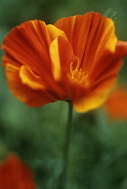 Poppy, Californian poppy, Eschscholzia californica 'mission bells'.