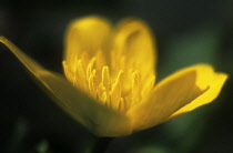 Buttercup, Ranunculus acris.