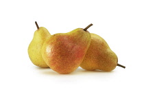 Pear, Pyrus communis.