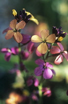 Wallflower, Erysimum linifolium 'Variegatum'.