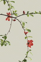 Quince, Chaenomeles japonica.