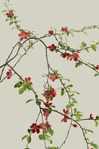 Quince, Chaenomeles japonica.