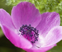 Anemone, Anemone coronaria De Caen.