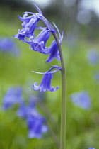 Bluebell, English bluebell, Hyacinthoides non-scripta.