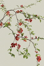 Quince, Chaenomeles japonica.